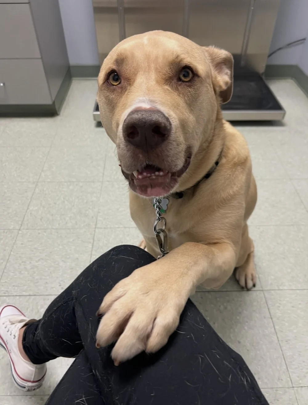 Animal Medical Centers of Loudoun - Ashburn