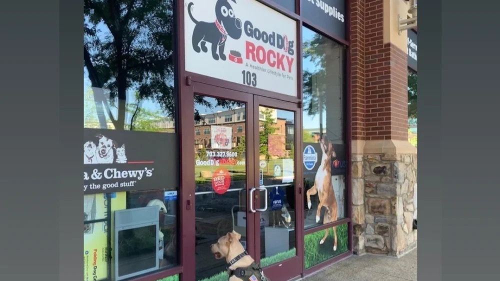 Good Dog Rocky