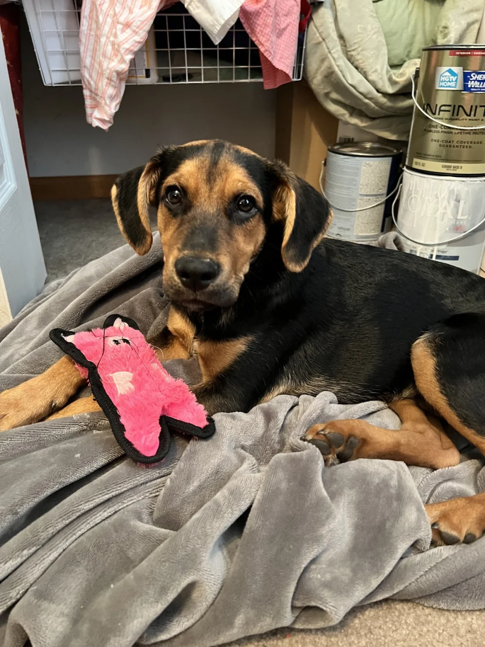 Homeward Trails Adoption Center