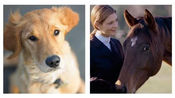 In Memoriam Pet Services