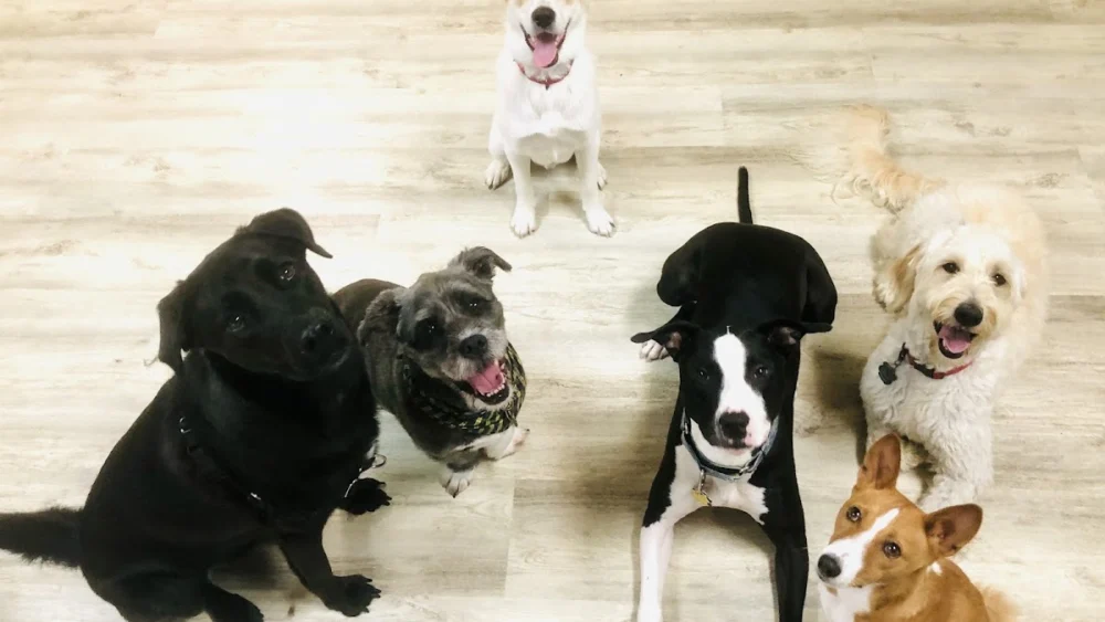 Pack Place K9