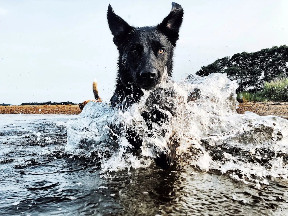 Wolf Trap Animal Rescue